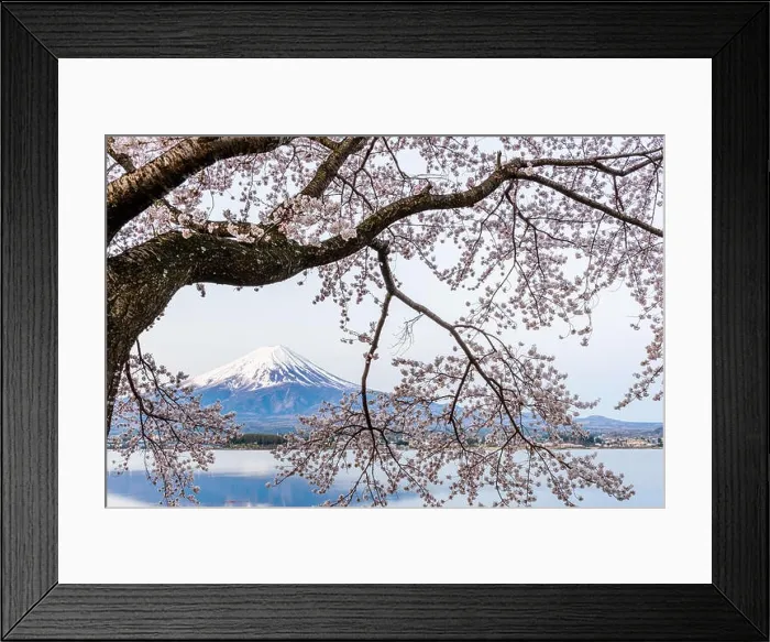 Framed Print : Kawaguchi Lake, Japan at Mt. Fuji in the evening during the spring Framed Print : Kawaguchi Lake, Japan at Mt. Fuji in the evening during the spring