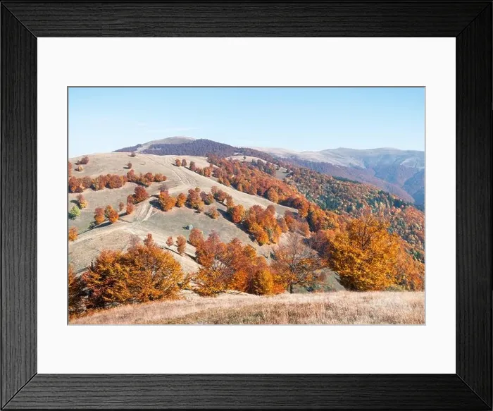Framed Print : Picturesque autumn mountains with red beech forest in the Carpathian mountains, Ukraine. Landscape photography Framed Print : Picturesque autumn mountains with red beech forest in the Carpathian mountains, Ukraine. Landscape photography