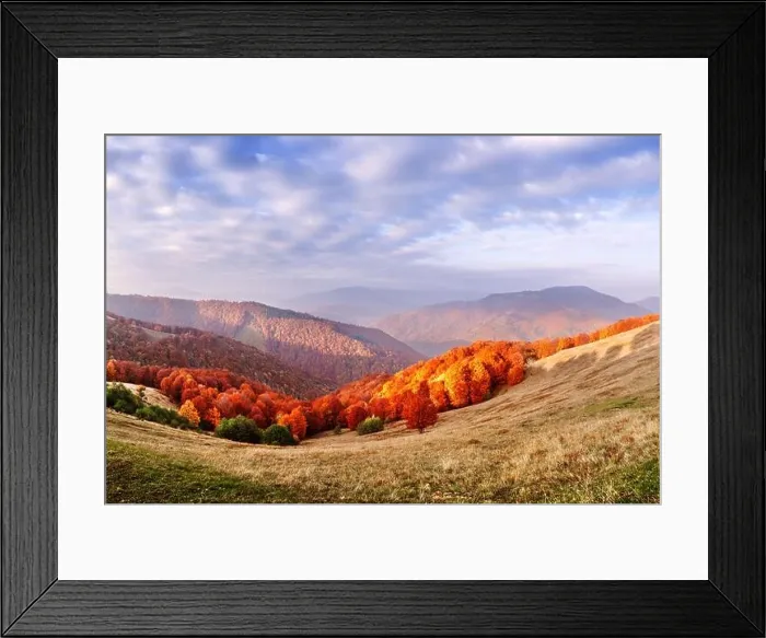 Framed Print : Panorama of picturesque autumn mountains with red beech forest in the foreground. Landscape photography Framed Print : Panorama of picturesque autumn mountains with red beech forest in the foreground. Landscape photography