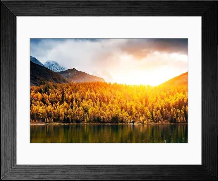Framed Print : Atumn lake Sils (Silsersee) in Swiss Alps mountains. Colorful forest with orange larch. Switzerland, Maloja region, Upper Engadine Framed Print : Atumn lake Sils (Silsersee) in Swiss Alps mountains. Colorful forest with orange larch. Switzerland, Maloja region, Upper Engadine