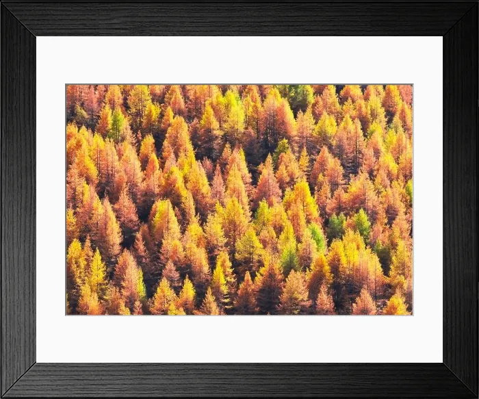 Framed Print : Beautiful evergreen forest with larch trees turning to their unique autumn golden color. Swiss Alps. Nature background, landscape photography Framed Print : Beautiful evergreen forest with larch trees turning to their unique autumn golden color. Swiss Alps. Nature background, landscape photography