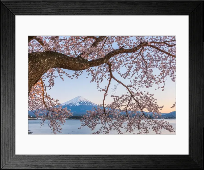 Framed Print : Kawaguchi Lake, Japan at Mt. Fuji in the evening during the spring Framed Print : Kawaguchi Lake, Japan at Mt. Fuji in the evening during the spring