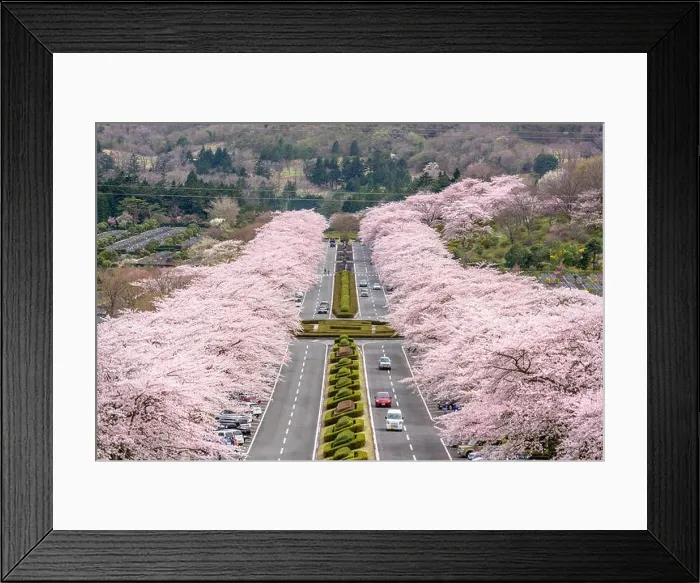 Framed Print : Fuji Reien Cemetery, Shizuoka, Japan in spring Framed Print : Fuji Reien Cemetery, Shizuoka, Japan in spring