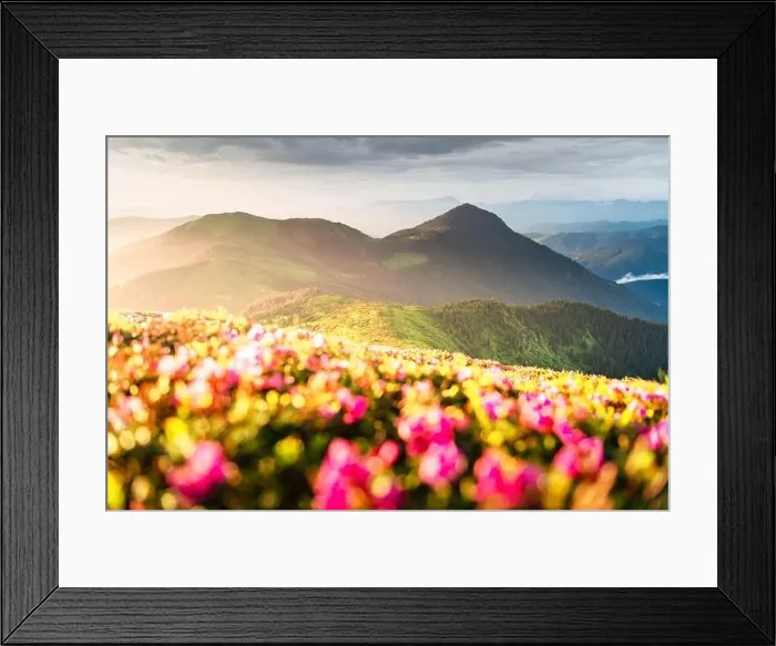 Framed Print : Rhododendron flowers covered mountains meadow in summer time. Orange sunrise light glowing on a foreground. Landscape photography Framed Print : Rhododendron flowers covered mountains meadow in summer time. Orange sunrise light glowing on a foreground. Landscape photography