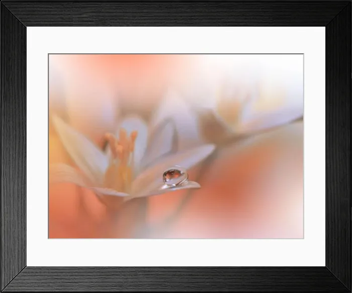 Framed Print : Beautiful Textured Macro Photo.Colorful Flowers.Art Design.Magic Light.Close up Photography.Conceptual Abstract Image.Orange Background.Water Drop Framed Print : Beautiful Textured Macro Photo.Colorful Flowers.Art Design.Magic Light.Close up Photography.Conceptual Abstract Image.Orange Background.Water Drop