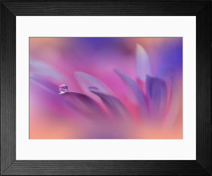 Framed Print : Beautiful Macro Photo.Colorful Flowers.Border Art Design.Magic Light.Close up Photography.Conceptual Abstract Image.Pink and Violet Background.Water Framed Print : Beautiful Macro Photo.Colorful Flowers.Border Art Design.Magic Light.Close up Photography.Conceptual Abstract Image.Pink and Violet Background.Water
