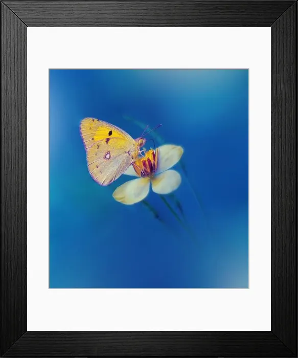 Framed Print : Beautiful Blue Textured Nature Background.Floral Art Design.Macro Photography.Butterfly and Wild Field.Creative Artistic Wallpaper.Summer Flowers Framed Print : Beautiful Blue Textured Nature Background.Floral Art Design.Macro Photography.Butterfly and Wild Field.Creative Artistic Wallpaper.Summer Flowers