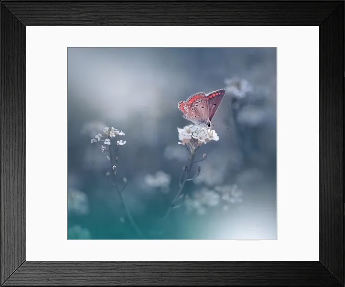 Framed Print : Beautiful Green Nature Background.Floral Art Design.Macro Photography.Butterfly and Wild Field.Creative Artistic Wallpaper.Summer White Flowers Framed Print : Beautiful Green Nature Background.Floral Art Design.Macro Photography.Butterfly and Wild Field.Creative Artistic Wallpaper.Summer White Flowers