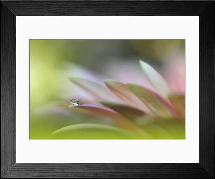 Framed Print : Beautiful Macro Photo.Colorful Flowers.Border Art Design.Magic Light.Close up Photography.Conceptual Abstract Image.Pink and Green Background.Water