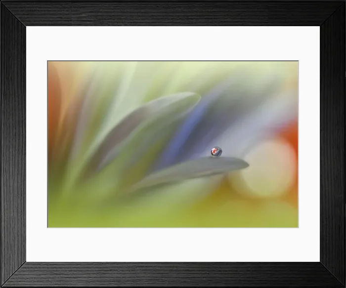 Framed Print : Beautiful Macro Photo.Colorful Flowers.Border Art Design.Magic Light.Close up Photography.Conceptual Abstract Image.White and Green Background.Water