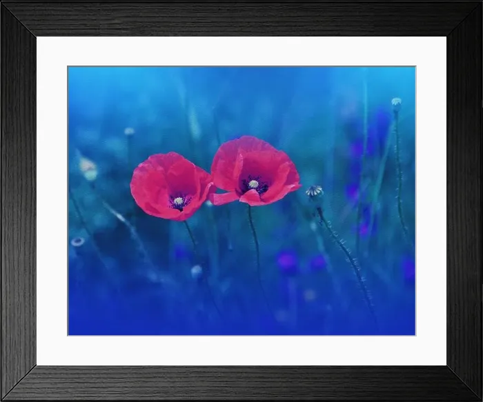 Framed Print : Beautiful Macro Photo.Red Poppy Flower.Floral Art Design.Close up Photography.Conceptual Abstract Image.Blue Nature Background.Fantasy Art.Poppies Framed Print : Beautiful Macro Photo.Red Poppy Flower.Floral Art Design.Close up Photography.Conceptual Abstract Image.Blue Nature Background.Fantasy Art.Poppies