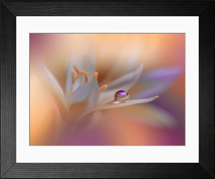 Framed Print : Beautiful Macro Photo.Colorful Flowers.Border Art Design.Magic Light.Close up Photography.Conceptual Abstract Image.Violet and Orange Background.Water Framed Print : Beautiful Macro Photo.Colorful Flowers.Border Art Design.Magic Light.Close up Photography.Conceptual Abstract Image.Violet and Orange Background.Water