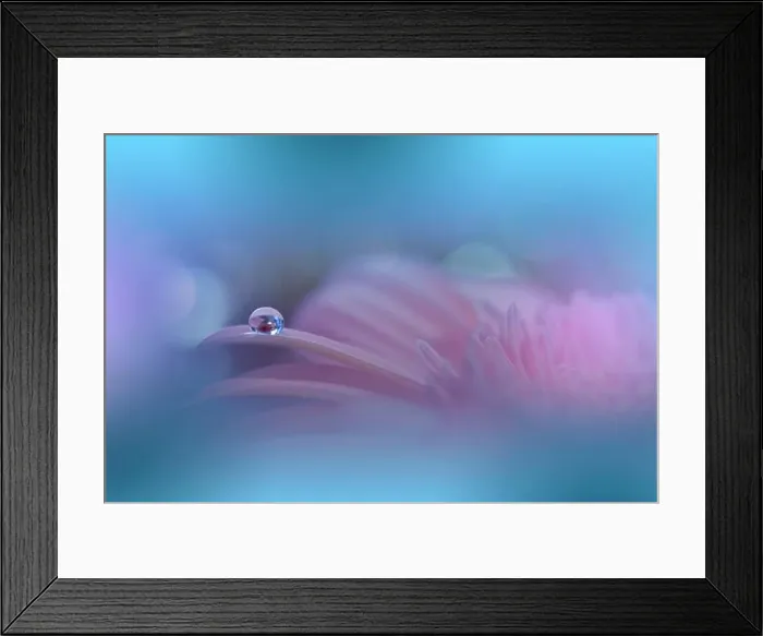 Framed Print : Beautiful Macro Photo.Colorful Flowers.Floral Art Design.Magic Light.Close up Photography.Conceptual Abstract Image.Pink and Blue Background.Water Dew Framed Print : Beautiful Macro Photo.Colorful Flowers.Floral Art Design.Magic Light.Close up Photography.Conceptual Abstract Image.Pink and Blue Background.Water Dew