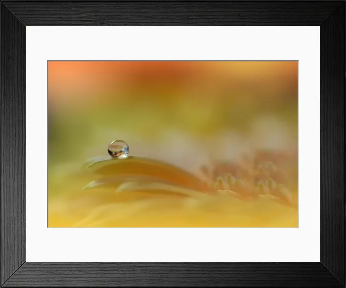 Framed Print : Beautiful Macro Photo.Dream Flowers.Border Art Design.Magic Light.Close up Photography.Conceptual Abstract Image.Yellow and Orange Background.Drops