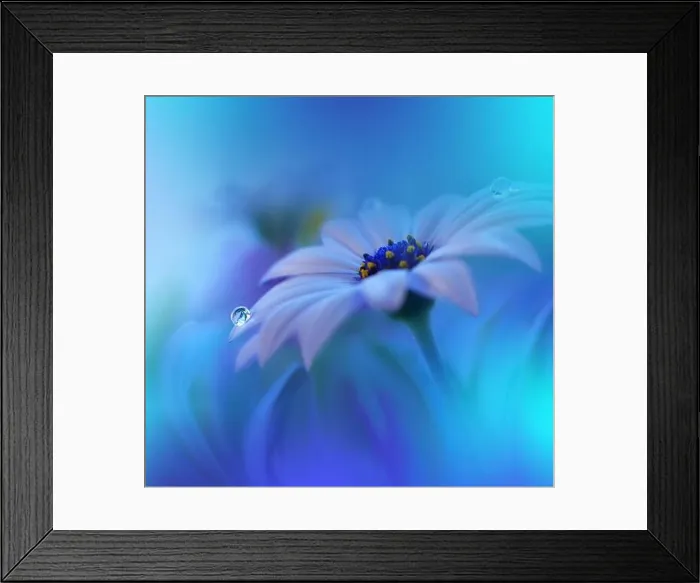 Framed Print : Beautiful Macro Photo.Colorful Flowers.Border Art Design.Magic Light.Close up Photography.Conceptual Abstract Image.White and Blue Background.Drops Framed Print : Beautiful Macro Photo.Colorful Flowers.Border Art Design.Magic Light.Close up Photography.Conceptual Abstract Image.White and Blue Background.Drops