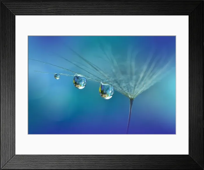 Framed Print : Beautiful Nature Background.Floral Art Design.Abstract Macro Photography.Pastel Flower.Dandelion Flowers.Blue Background.Creative Artistic Wallpaper Framed Print : Beautiful Nature Background.Floral Art Design.Abstract Macro Photography.Pastel Flower.Dandelion Flowers.Blue Background.Creative Artistic Wallpaper