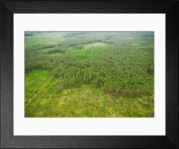 Framed Print : Aerial View Of Deforestation Area Landscape. Green Pine Forest In Deforestation Zone. Top View Of Forest Landscape. Bird's Eye View. Large-scale Framed Print : Aerial View Of Deforestation Area Landscape. Green Pine Forest In Deforestation Zone. Top View Of Forest Landscape. Bird's Eye View. Large-scale