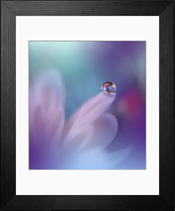 Framed Print : Beautiful Macro Photo.Colorful Flowers.Border Art Design.Magic Light.Close up Photography.Conceptual Abstract Image.White and Blue Background.Drops Framed Print : Beautiful Macro Photo.Colorful Flowers.Border Art Design.Magic Light.Close up Photography.Conceptual Abstract Image.White and Blue Background.Drops