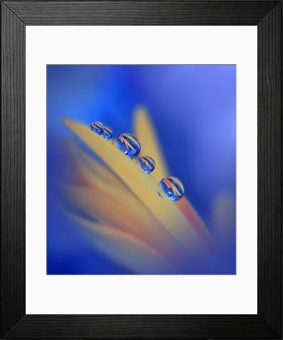Framed Print : Beautiful Macro Photo.Colorful Flowers.Border Art Design.Magic Light.Close up Photography.Conceptual Abstract Image.Orange and Blue Background.Drops Framed Print : Beautiful Macro Photo.Colorful Flowers.Border Art Design.Magic Light.Close up Photography.Conceptual Abstract Image.Orange and Blue Background.Drops