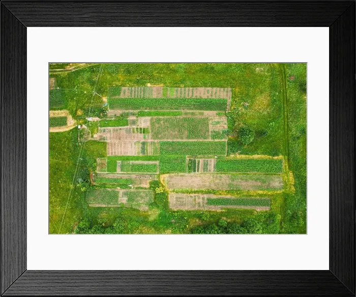 Framed Print : Aerial View Of Vegetable Garden. Potato Plantation At Summer Day. Village Garden Beds Framed Print : Aerial View Of Vegetable Garden. Potato Plantation At Summer Day. Village Garden Beds