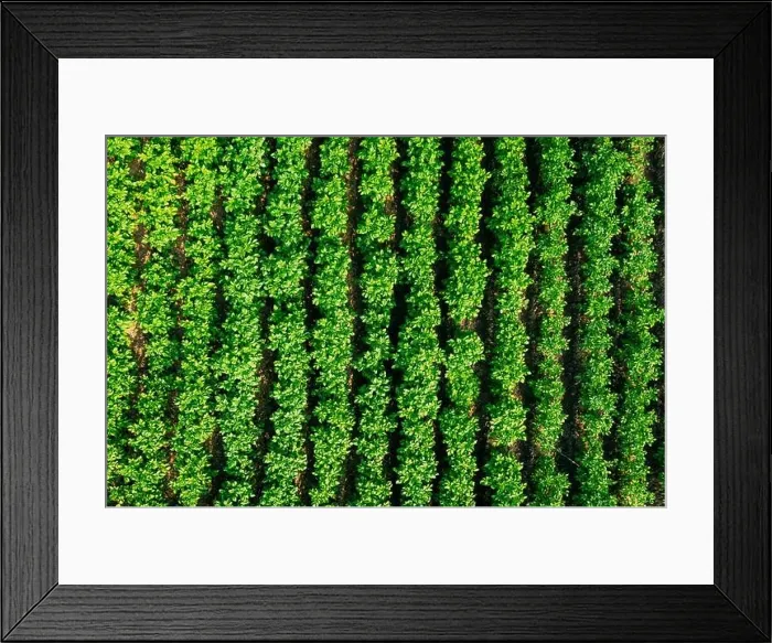 Framed Print : Elevated Flat View Of Vegetable Garden, Potato Plantation, Potatoes Field At Summer Evening. Garden Beds Framed Print : Elevated Flat View Of Vegetable Garden, Potato Plantation, Potatoes Field At Summer Evening. Garden Beds