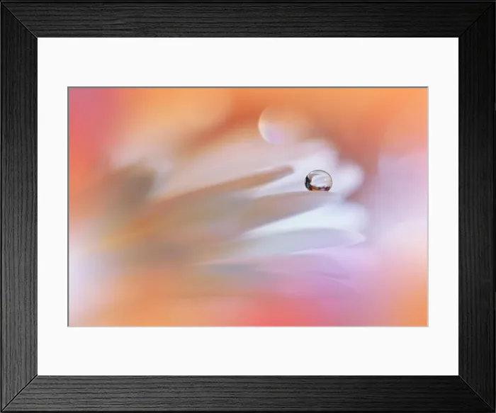 Framed Print : Beautiful Macro Photo.Dream Flowers.Border Art Design.Magic Light.Close up Photography.Conceptual Abstract Image.Pink and Orange Background.Water Drop Framed Print : Beautiful Macro Photo.Dream Flowers.Border Art Design.Magic Light.Close up Photography.Conceptual Abstract Image.Pink and Orange Background.Water Drop