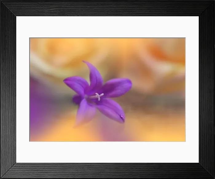 Framed Print : Beautiful Macro Photo.Dream Flowers.Border Art Design.Magic Light.Close up Photography.Conceptual Abstract Image.Yellow and Orange Background.Drops Framed Print : Beautiful Macro Photo.Dream Flowers.Border Art Design.Magic Light.Close up Photography.Conceptual Abstract Image.Yellow and Orange Background.Drops