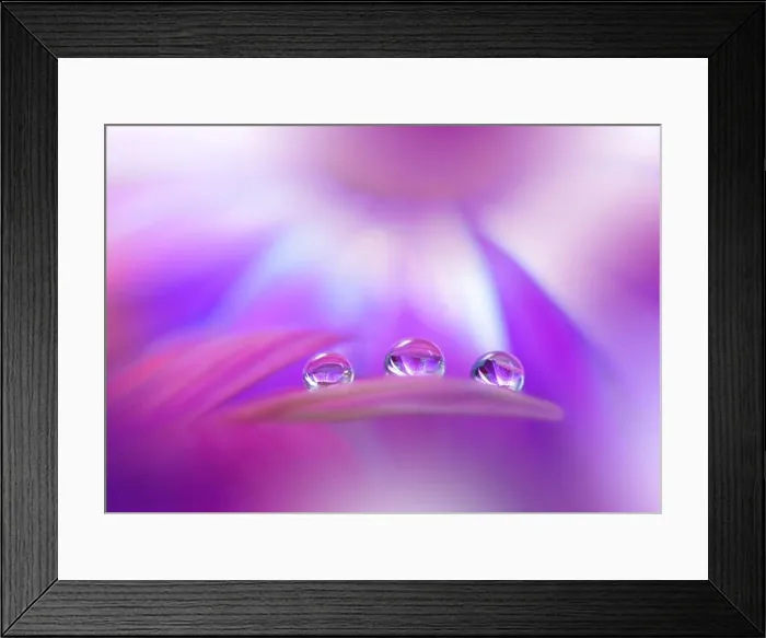 Framed Print : Beautiful Macro Photo.Colorful Flowers.Border Art Design.Magic Light.Close up Photography.Conceptual Abstract Image.Pink and Violet Background.Drops Framed Print : Beautiful Macro Photo.Colorful Flowers.Border Art Design.Magic Light.Close up Photography.Conceptual Abstract Image.Pink and Violet Background.Drops
