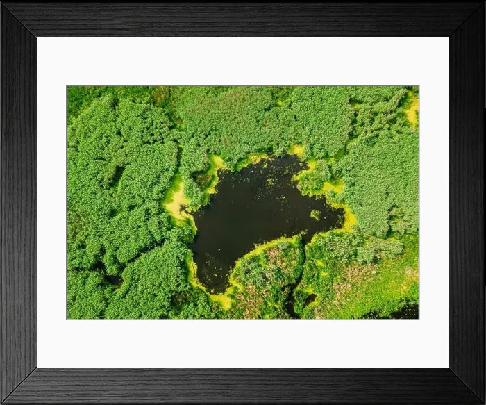 Framed Print : Elevated View Of Green Small Bog Marsh Swamp Wetland And Green Forest Landscape In Summer Day. Attitude View. Forest In Bird's Eye View