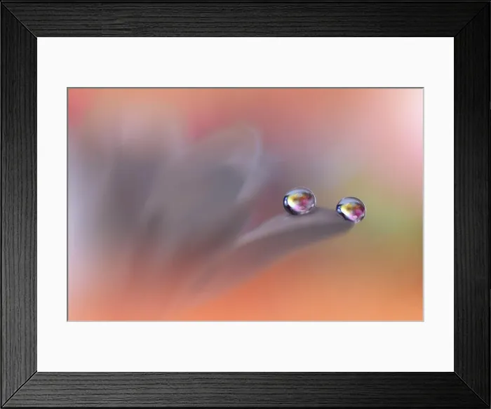 Framed Print : Beautiful Macro Photo.Dream Flowers.Border Art Design.Magic Light.Close up Photography.Conceptual Abstract Image.Pink and Orange Background.Water Drop Framed Print : Beautiful Macro Photo.Dream Flowers.Border Art Design.Magic Light.Close up Photography.Conceptual Abstract Image.Pink and Orange Background.Water Drop