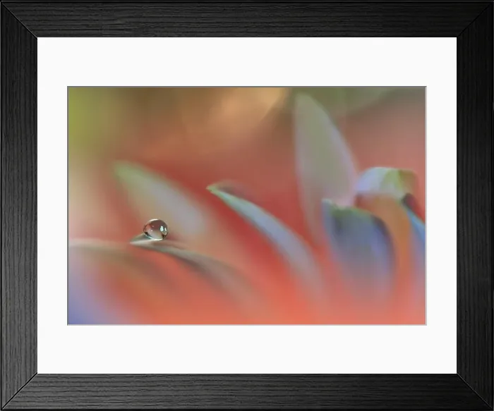 Framed Print : Beautiful Macro Photo.Colorful Flowers.Border Art Design.Magic Light.Close up Photography.Conceptual Abstract Image.Orange and Green Background.Drop