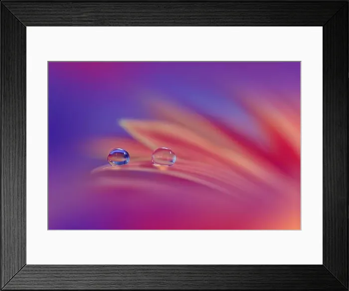 Framed Print : Beautiful Macro Photo.Dream Flowers.Border Art Design.Magic Light.Close up Photography.Conceptual Abstract Image.Violet and Blue Background.Water Drop Framed Print : Beautiful Macro Photo.Dream Flowers.Border Art Design.Magic Light.Close up Photography.Conceptual Abstract Image.Violet and Blue Background.Water Drop
