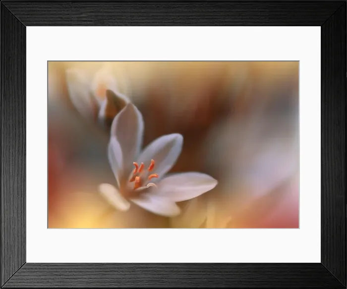 Framed Print : Beautiful Macro Photo.Colorful Flowers.Border Art Design.Magic Light.Close up Photography.Conceptual Abstract Image.Orange and Golden Background Framed Print : Beautiful Macro Photo.Colorful Flowers.Border Art Design.Magic Light.Close up Photography.Conceptual Abstract Image.Orange and Golden Background