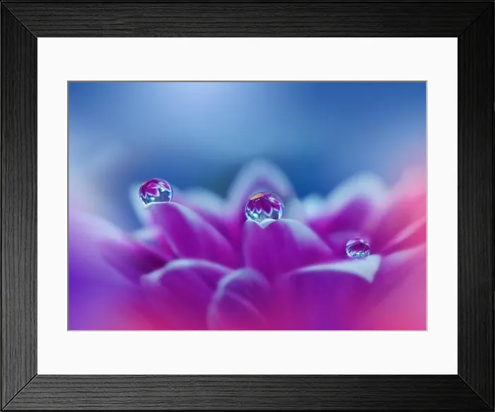 Framed Print : Beautiful Macro Photo.Colorful Flowers.Border Art Design.Magic Light.Close up Photography.Conceptual Abstract Image.Violet and Blue Background.Drops Framed Print : Beautiful Macro Photo.Colorful Flowers.Border Art Design.Magic Light.Close up Photography.Conceptual Abstract Image.Violet and Blue Background.Drops