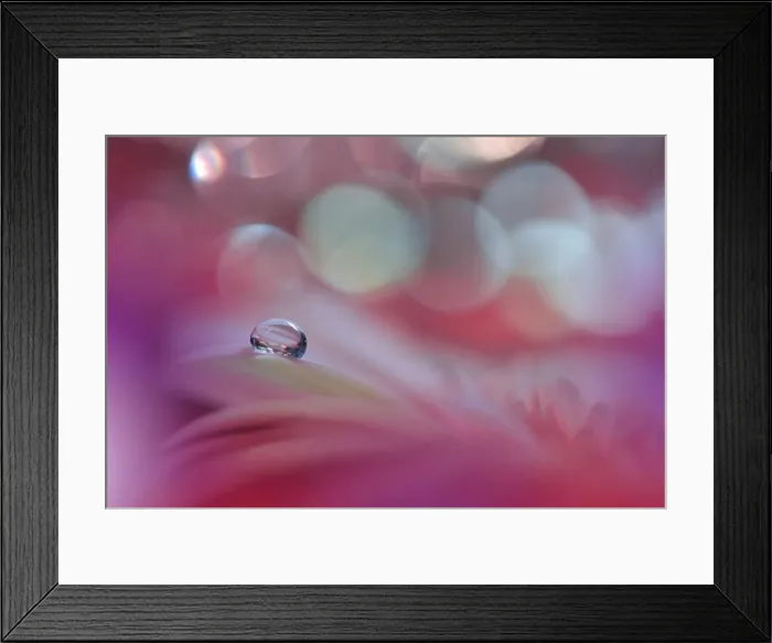 Framed Print : Beautiful Macro Photo.Colorful Flowers.Border Art Design.Magic Light.Close up Photography.Conceptual Abstract Image.Violet and Red Background.Drops