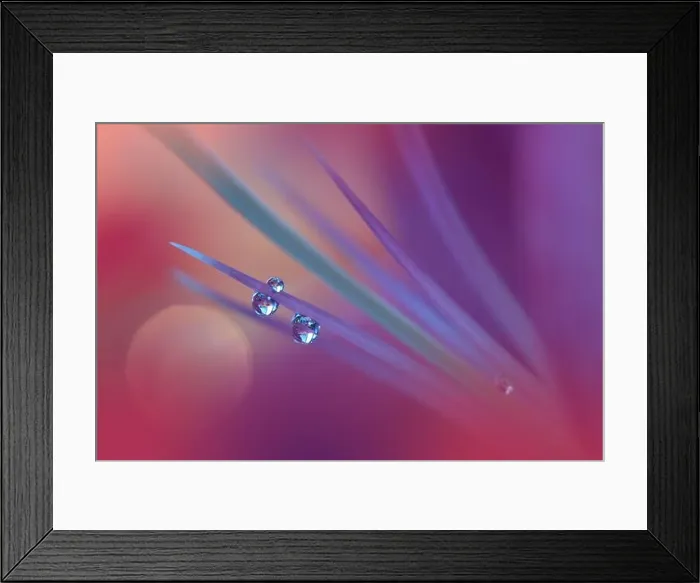 Framed Print : Beautiful Macro Photo.Colorful Flowers.Border Art Design.Magic Light.Close up Photography.Conceptual Abstract Image.Violet and Red Background.Drops