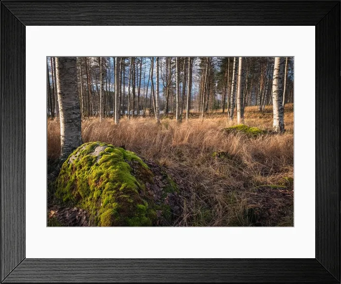 Framed Print : Idyllic landscape with nice light, fall colors and moss stones at autumn day in countryside Finland Framed Print : Idyllic landscape with nice light, fall colors and moss stones at autumn day in countryside Finland
