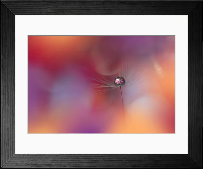 Framed Print : Beautiful Nature Background.Floral Art Design.Abstract Macro Photography.Pastel Flower.Dandelion Flowers.Orange Background.Creative Artistic Wallpaper Framed Print : Beautiful Nature Background.Floral Art Design.Abstract Macro Photography.Pastel Flower.Dandelion Flowers.Orange Background.Creative Artistic Wallpaper