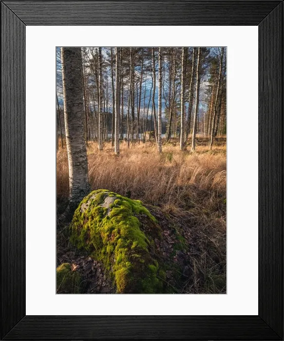 Framed Print : Idyllic landscape with nice light, fall colors and moss stones at autumn day in countryside Finland Framed Print : Idyllic landscape with nice light, fall colors and moss stones at autumn day in countryside Finland