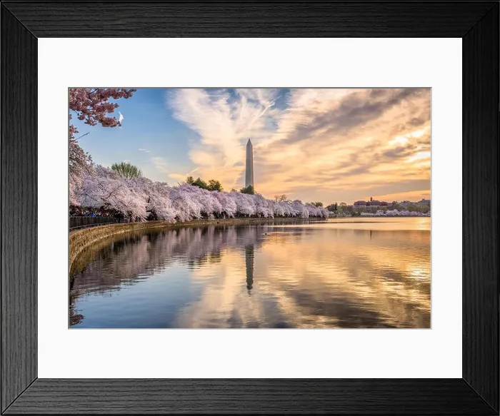 Framed Print : Washington DC, USA at the tidal basin with Washington Monument in spring season