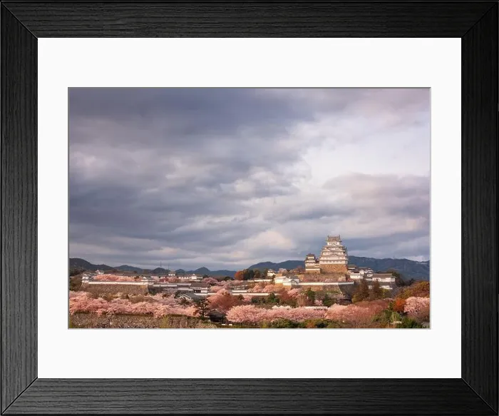 Framed Print : Himeji, Japan at Himeji Castle during spring cherry blossom season in the day Framed Print : Himeji, Japan at Himeji Castle during spring cherry blossom season in the day