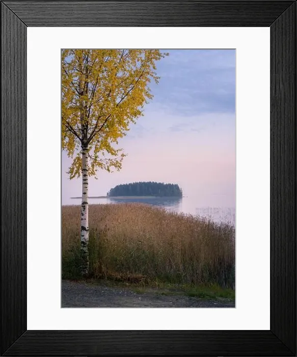 Framed Print : Calm autumn evening landscape with fall color birch trees and tranquil lake in Finland Framed Print : Calm autumn evening landscape with fall color birch trees and tranquil lake in Finland