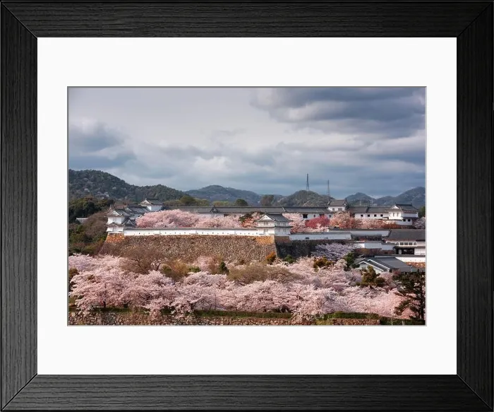 Framed Print : Himeji, Japan at Himeji Castle outer wall during spring cherry blossom season in the day Framed Print : Himeji, Japan at Himeji Castle outer wall during spring cherry blossom season in the day