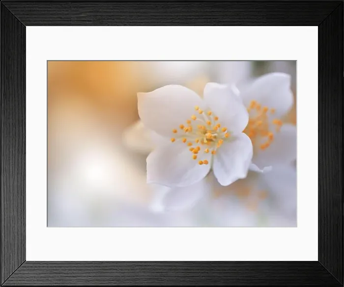 Framed Print : Beautiful Macro Photo.Jasmine Flowers.Floral Art Design.Close up Photography.Conceptual Abstract Image.Golden Background.Wedding Invitation.Aroma Framed Print : Beautiful Macro Photo.Jasmine Flowers.Floral Art Design.Close up Photography.Conceptual Abstract Image.Golden Background.Wedding Invitation.Aroma