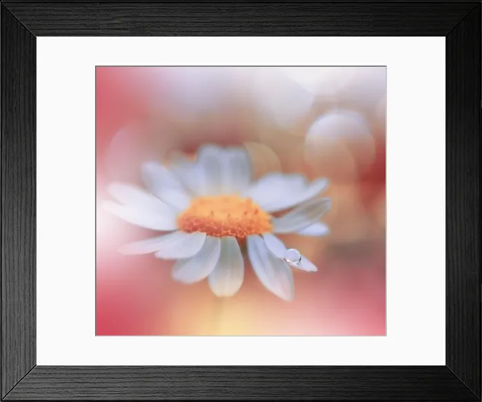 Framed Print : Beautiful Macro Photo.Dream Flowers.Floral Art Design.Magic Light.Close up Photography.Conceptual Abstract Image.Yellow and Orange Nature Background Framed Print : Beautiful Macro Photo.Dream Flowers.Floral Art Design.Magic Light.Close up Photography.Conceptual Abstract Image.Yellow and Orange Nature Background