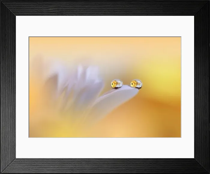 Framed Print : Beautiful Macro Photo.Dream Flowers.Floral Art Design.Magic Light.Close up Photography.Conceptual Abstract Image.Yellow and Orange Nature Background Framed Print : Beautiful Macro Photo.Dream Flowers.Floral Art Design.Magic Light.Close up Photography.Conceptual Abstract Image.Yellow and Orange Nature Background
