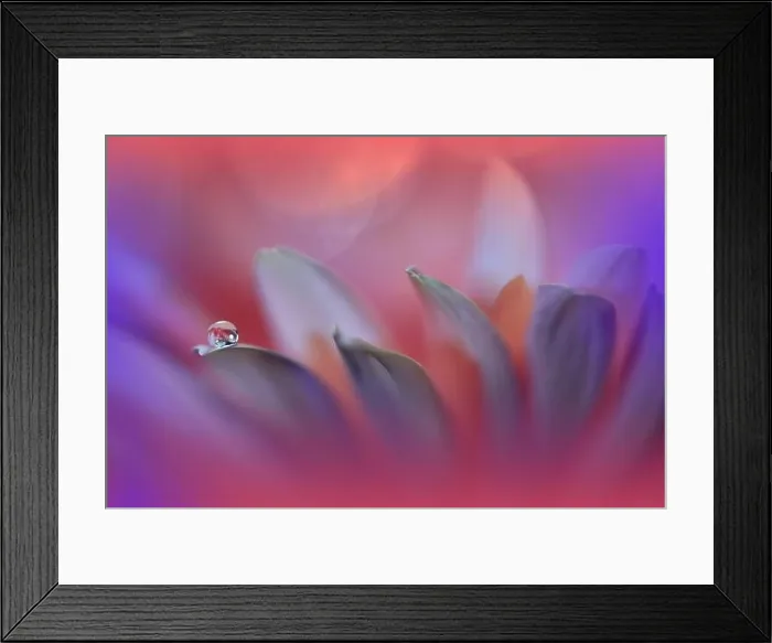 Framed Print : Beautiful Macro Photo.Dream Flowers.Floral Art Design.Magic Light.Close up Photography.Conceptual Abstract Image.Violet and Red Nature Background Framed Print : Beautiful Macro Photo.Dream Flowers.Floral Art Design.Magic Light.Close up Photography.Conceptual Abstract Image.Violet and Red Nature Background