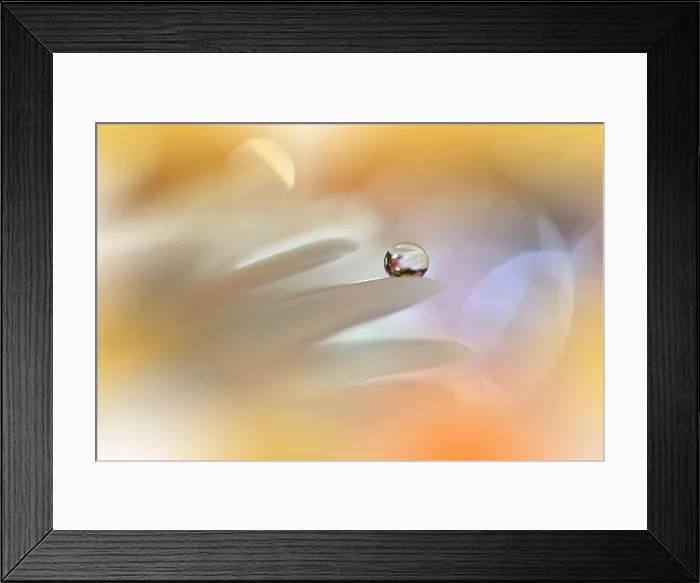 Framed Print : Beautiful Macro Photo.Dream Flowers.Floral Art Design.Magic Light.Close up Photography.Conceptual Abstract Image.Yellow and Orange Nature Background Framed Print : Beautiful Macro Photo.Dream Flowers.Floral Art Design.Magic Light.Close up Photography.Conceptual Abstract Image.Yellow and Orange Nature Background