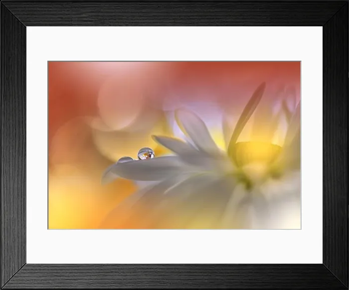 Framed Print : Beautiful Macro Photo.Dream Flowers.Floral Art Design.Magic Light.Close up Photography.Conceptual Abstract Image.Yellow and Orange Nature Background Framed Print : Beautiful Macro Photo.Dream Flowers.Floral Art Design.Magic Light.Close up Photography.Conceptual Abstract Image.Yellow and Orange Nature Background