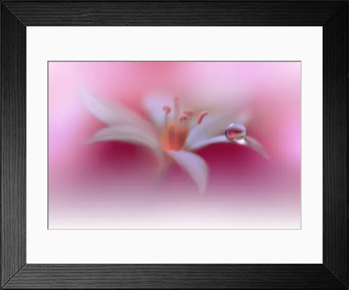 Framed Print : Beautiful Nature Background.Floral Art Design.Abstract Macro Photography.White Flower.Pastel Flowers.Violet Background.Creative Artistic Drop.Pink, dew Framed Print : Beautiful Nature Background.Floral Art Design.Abstract Macro Photography.White Flower.Pastel Flowers.Violet Background.Creative Artistic Drop.Pink, dew